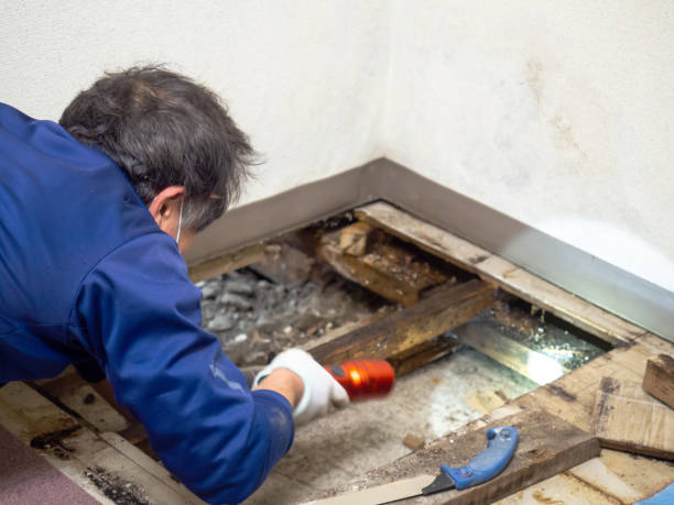 Best Mold Remediation  in Santa Anna, TX