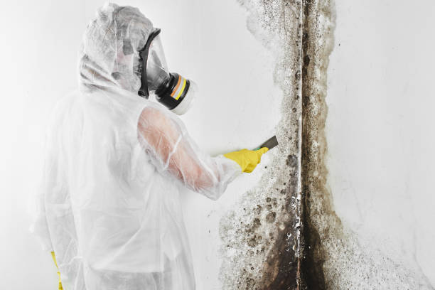 Office Mold Removal Services in Santa Anna, TX