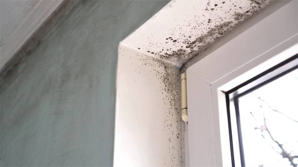 Best Attic Mold Removal  in Santa Anna, TX