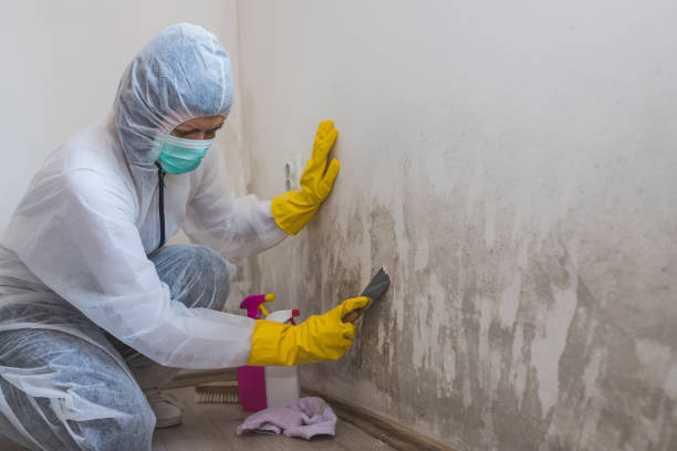 Best Mold Removal Company Near Me  in Santa Anna, TX