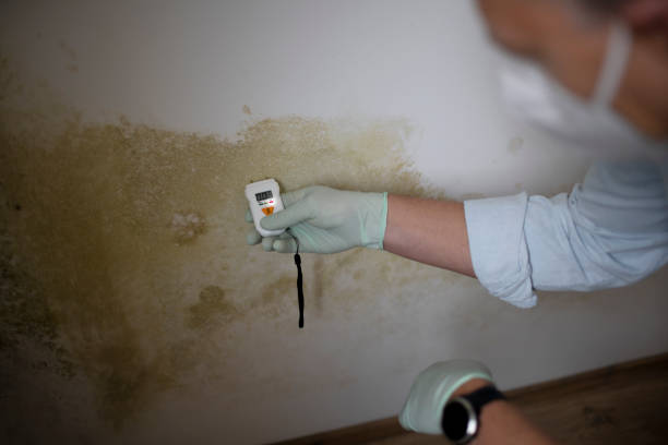 Professional Mold Removal in Santa Anna, TX