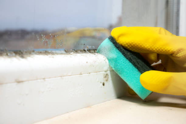 Best Certified Mold Removal  in Santa Anna, TX