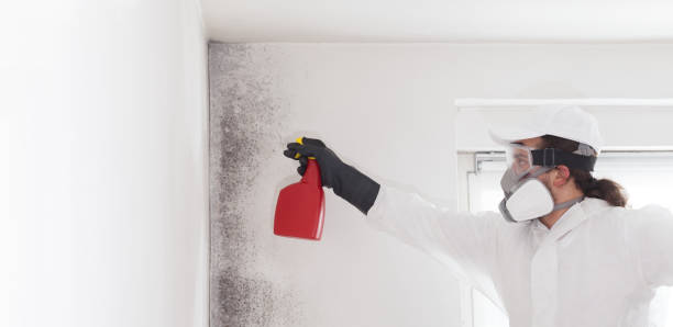Best Mold Testing and Removal  in Santa Anna, TX