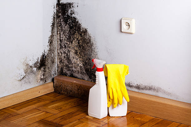 Mold Testing and Removal in Santa Anna, TX
